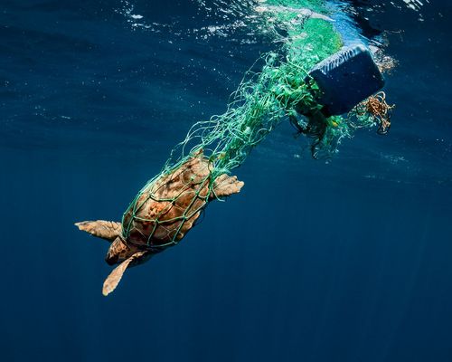 Filmfestival | NaturVision hat begonnen
