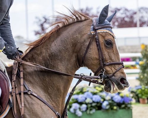 Aktionstag | Ludwigsburger Pferdetag am 19. November