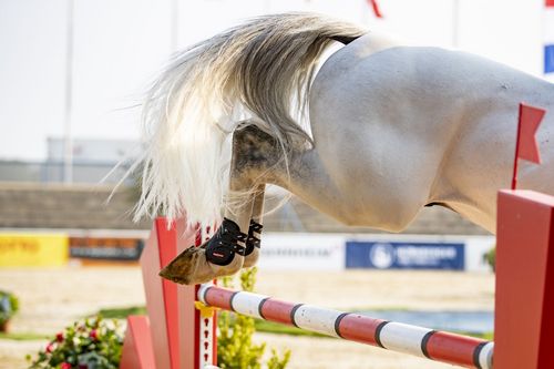 VIELFALT DES SPORTS | Folge 19: Springreiten