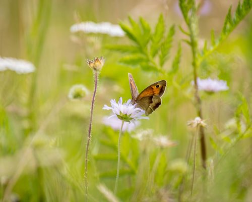 Golf | Umweltsymposium des BWGV 