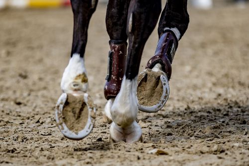 VIELFALT DES SPORTS | Folge 19: Springreiten