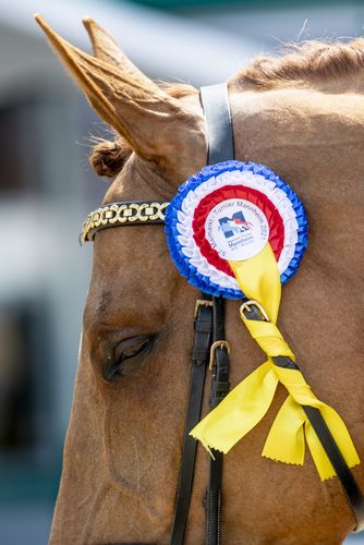 VIELFALT DES SPORTS | Folge 19: Springreiten