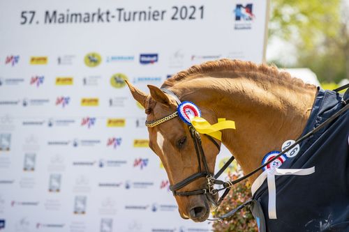 VIELFALT DES SPORTS | Folge 19: Springreiten