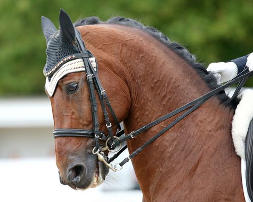 Auszeichnung | Die drei besten Dressurturniere