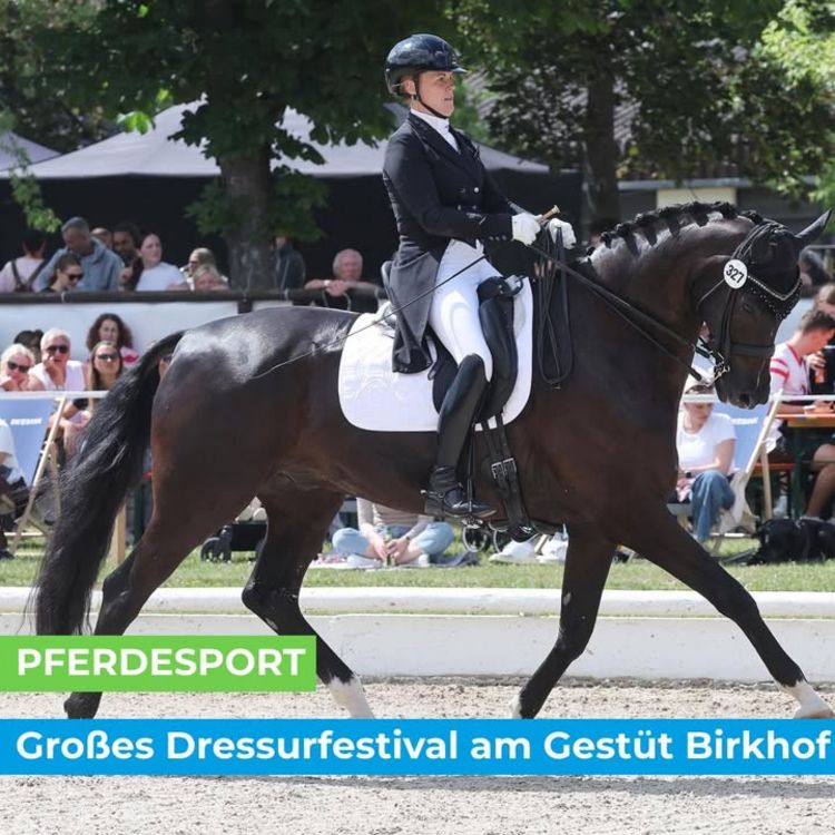 🏇🏼 PFERDESPORT 🏇🏼 Großes Dressurfestival am Gestüt Birkhof