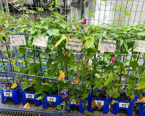 BIG IN JAPAN | Teil 10