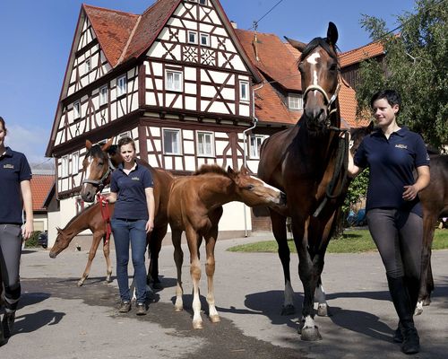 Pferdesport | Gold für Pia Casper