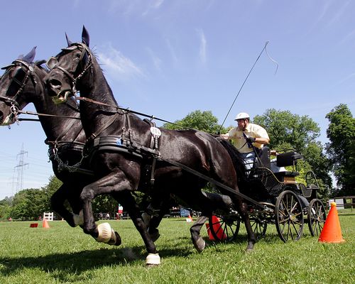 Pferdesport | Kohlweis erfolgreich in Emlichheim