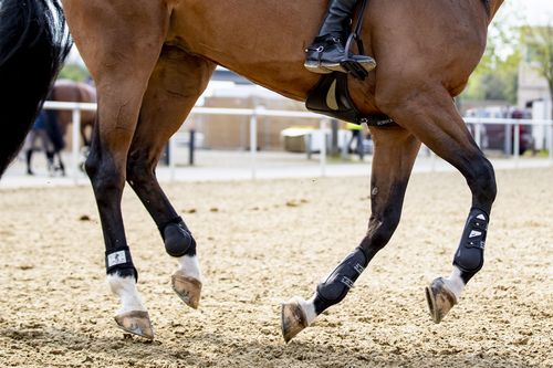 VIELFALT DES SPORTS | Folge 19: Springreiten