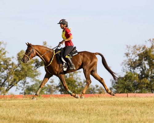 Pferdesport | Arnold ist Aktivensprecherin bei der FEI