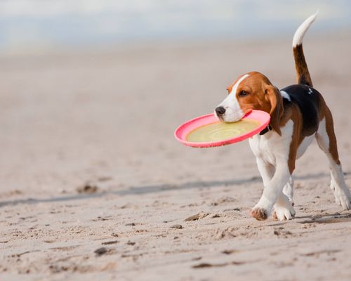 Event der Woche | VfL Gemmrigheim will Meister werden