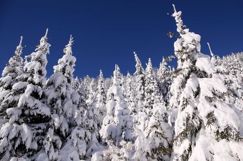 Skisport | Weidle ist Vizeweltmeisterin geworden