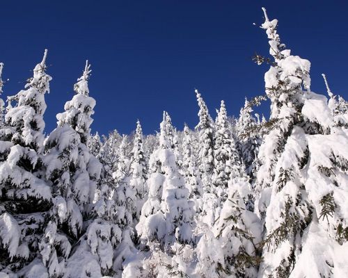 Skisport | Weidle ist Vizeweltmeisterin geworden